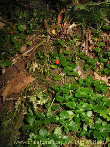 Nertera granadensis의 사진